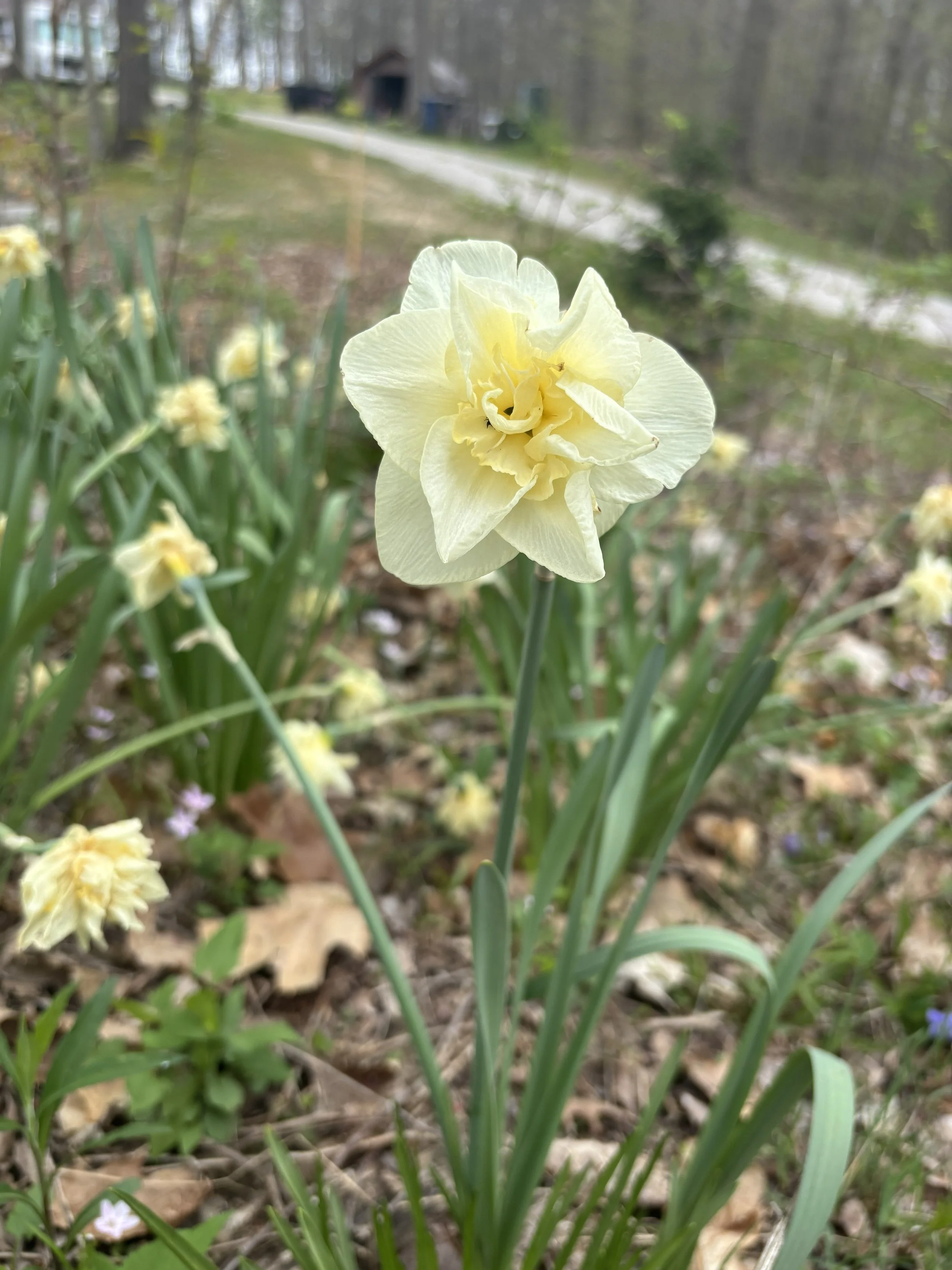 A golden daffodil in bloom in a woodland garden, surrounded by soft greenery and wildflowers along a quiet country path.