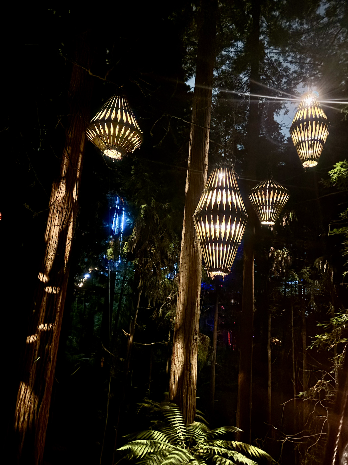 Redwoods at Night: One of the Most Unexpectedly Magical Things We Did in New Zealand