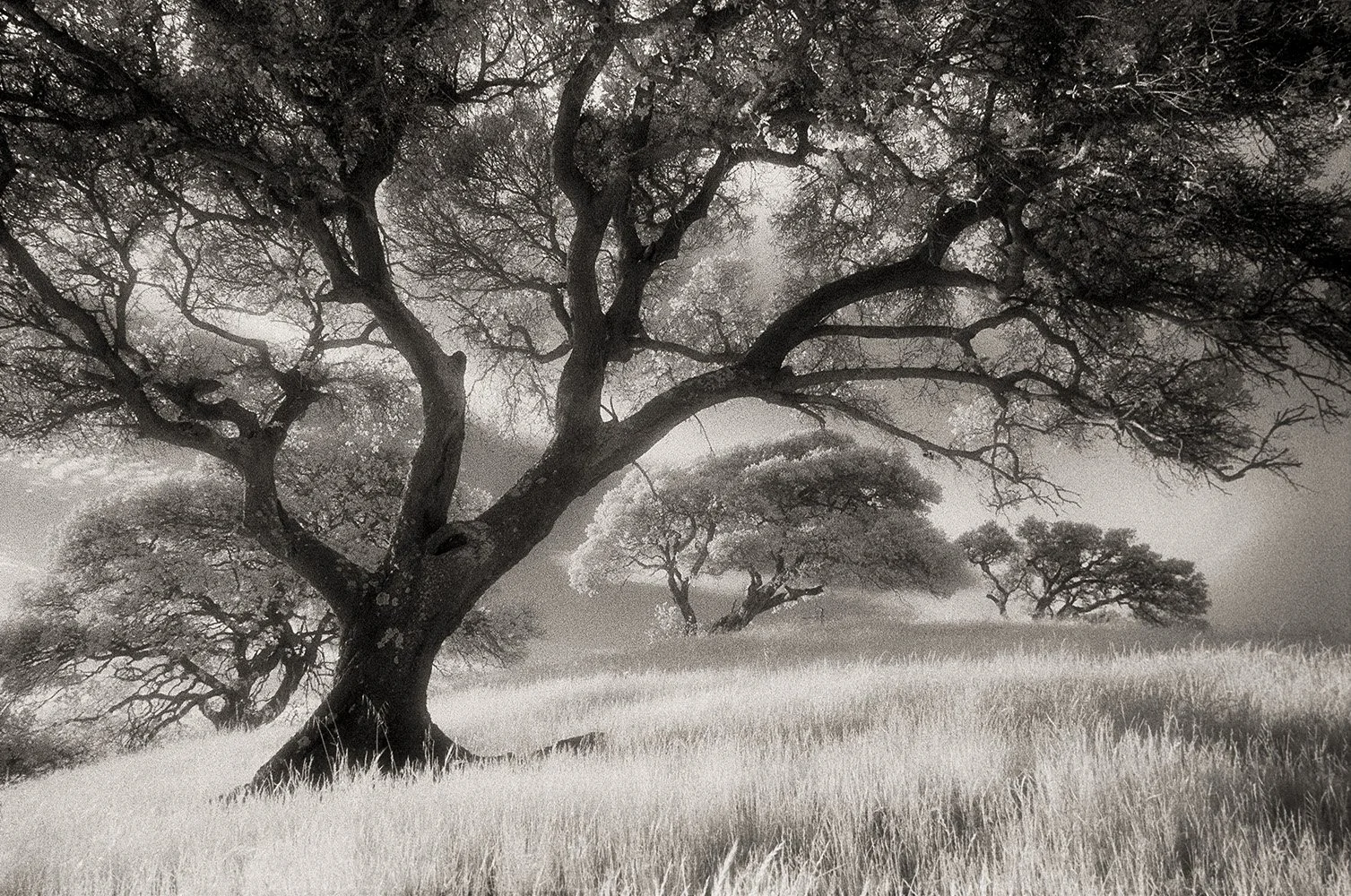 Bill Helsel,
The Goddesses, Pinole Ridge,
Gelatin silver print from infrared film negative, 11 × 14 inches