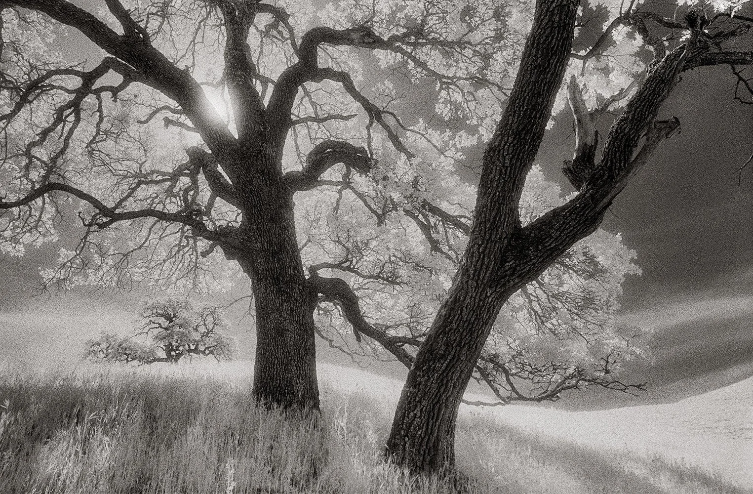 Bill Helsel,
Three Oaks, Diablo Foothills,
Gelatin silver print from infrared film negative, 11 × 14 inches
