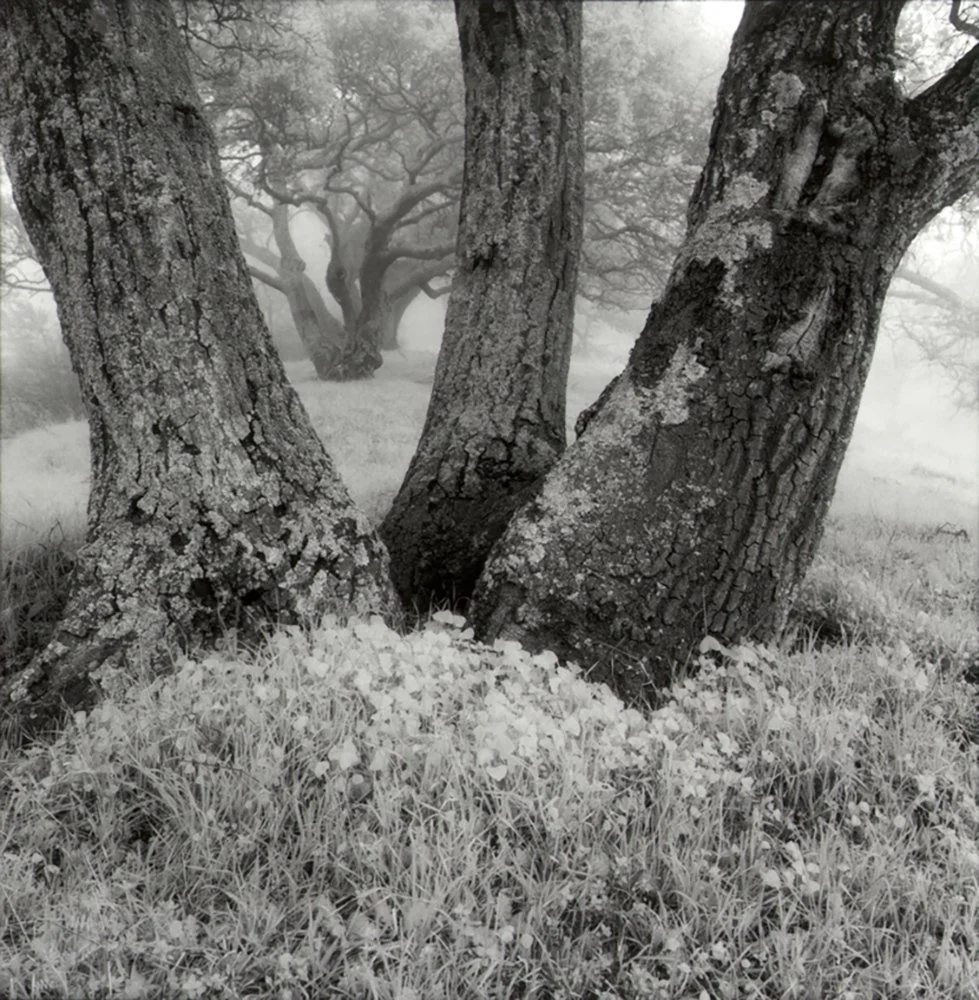 Bill Helsel,
Oaks in Fog, Winter, Briones Park, #2,
Gelatin silver print from infrared film negative, 16 × 20 inches
