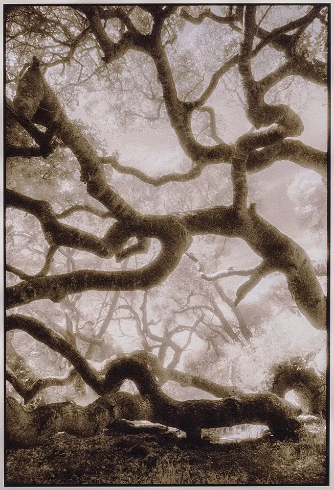 Bill Helsel,
Los Osos Oaks,
Gelatin silver Lith print from infrared film negative, 8 × 10 inches