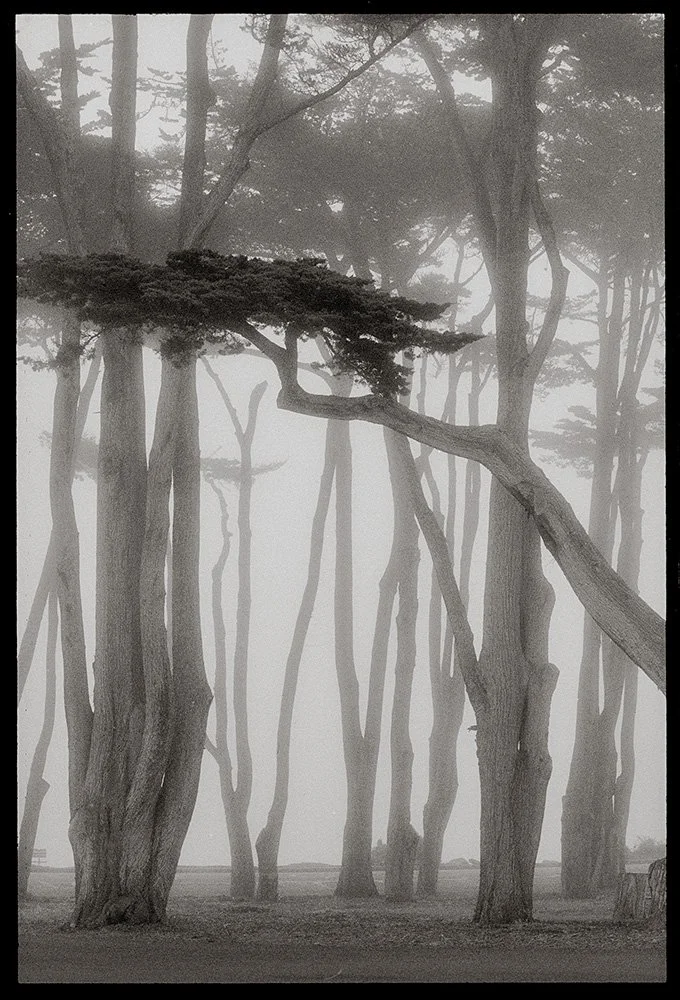 Bill Helsel,
Monterey Cypress in Fog, Pacific Grove,
Gelatin silver print from infrared film negative, 11 × 14 inches