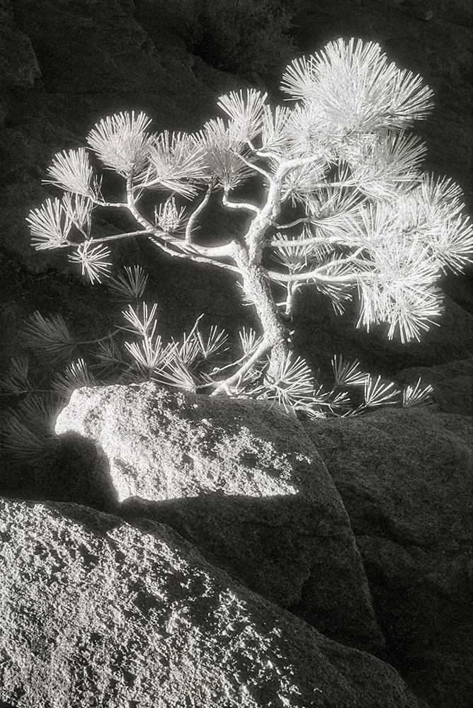Bill Helsel,
Young Jeffrey Pine on Sentinel Dome,
Gelatin silver print from infrared film negative, 11 × 14 inches