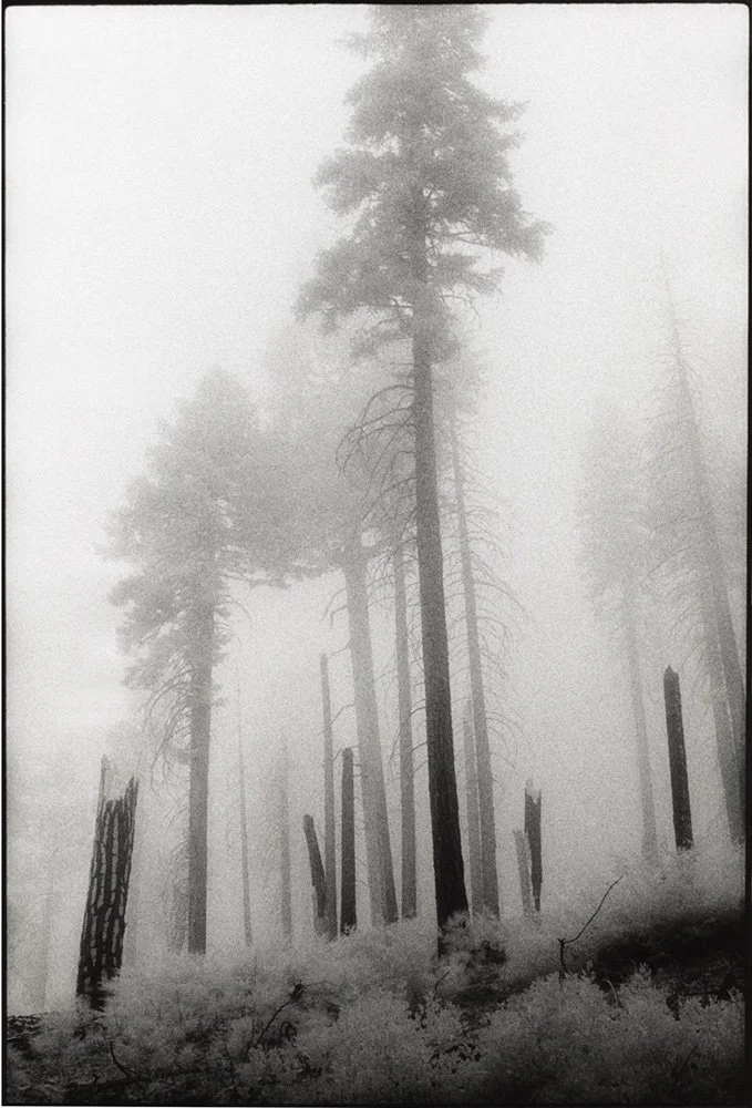 Bill Helsel,
Burnt pines in fog, Mariposa Grove, Yosemite National Park,
Gelatin silver print from infrared film negative, 11 × 14 inches