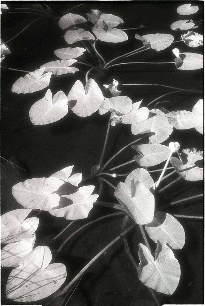 Bill Helsel,
Water Lilies, Eldorado National Forest,
Gelatin silver print from infrared film negative, 11 × 14 inches