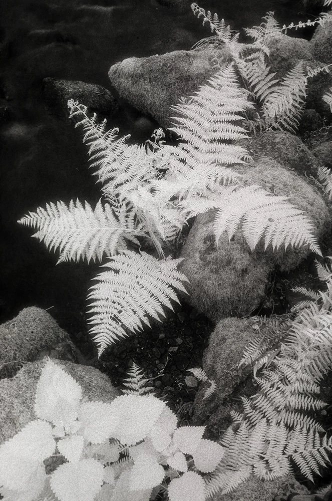 Bill Helsel,
Ferns And Nettles Beside Creek, Mendocino County,
Gelatin silver print from infrared film negative, 16 × 20 inches
