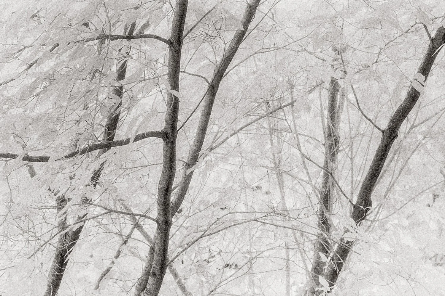 Bill Helsel,
Kindred Spirits, Tilden Park Botanical Garden,
Gelatin silver print from infrared film negative, 11 × 14 inches