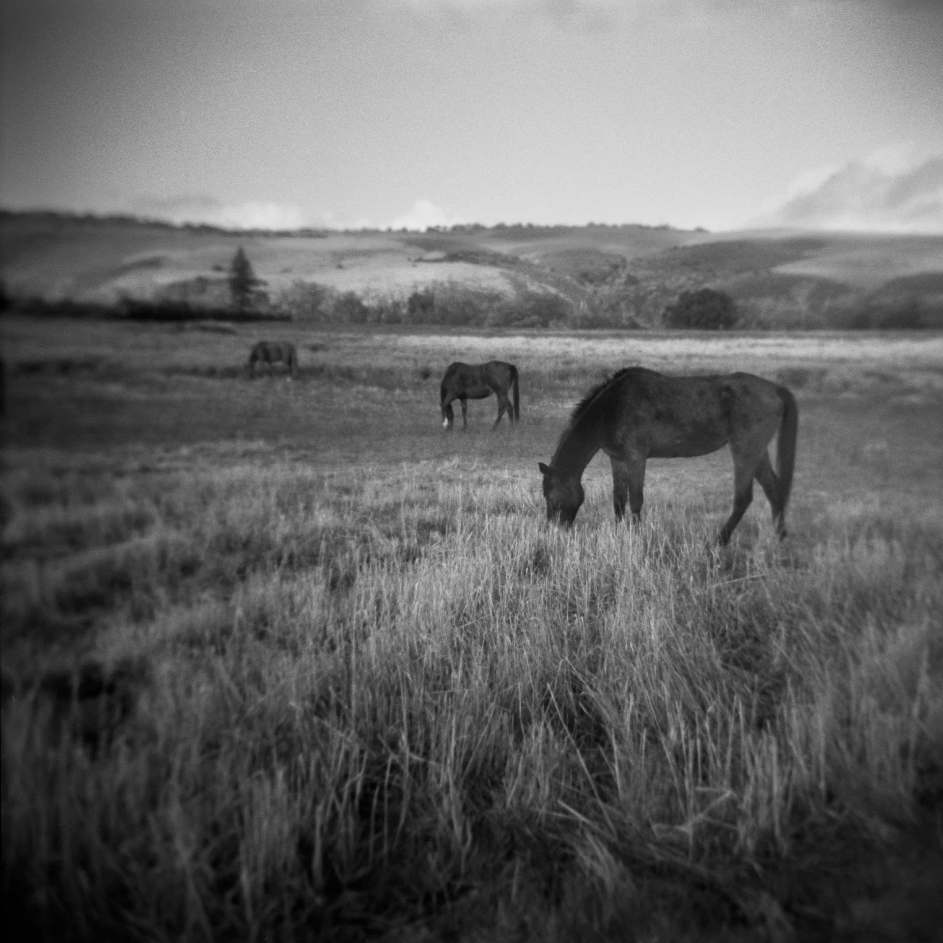 Andrew Chasin, Grazing,
Holga 120N, Ilford HP5+