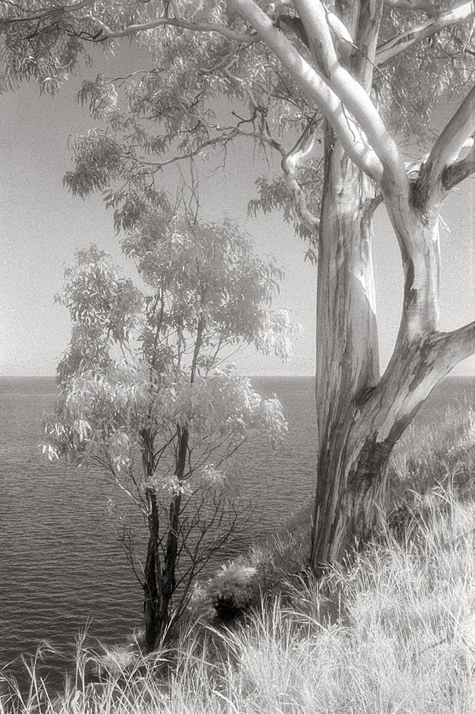 Bill Helsel,
Eucalyptus, Point Pinole,
Gelatin silver print from infrared film negative, 16 × 20 inches
