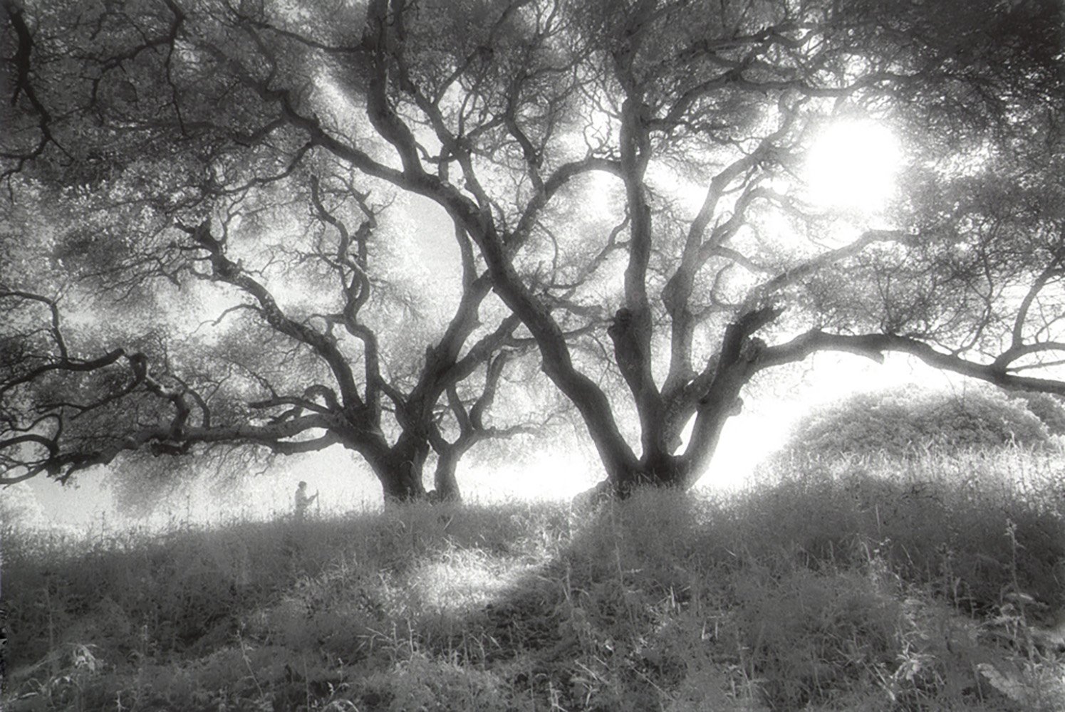 Bill Helsel,
Beneath the Oaks, Sobrante Ridge Preserve,
Gelatin silver print from infrared film negative, 16 × 20 inches

