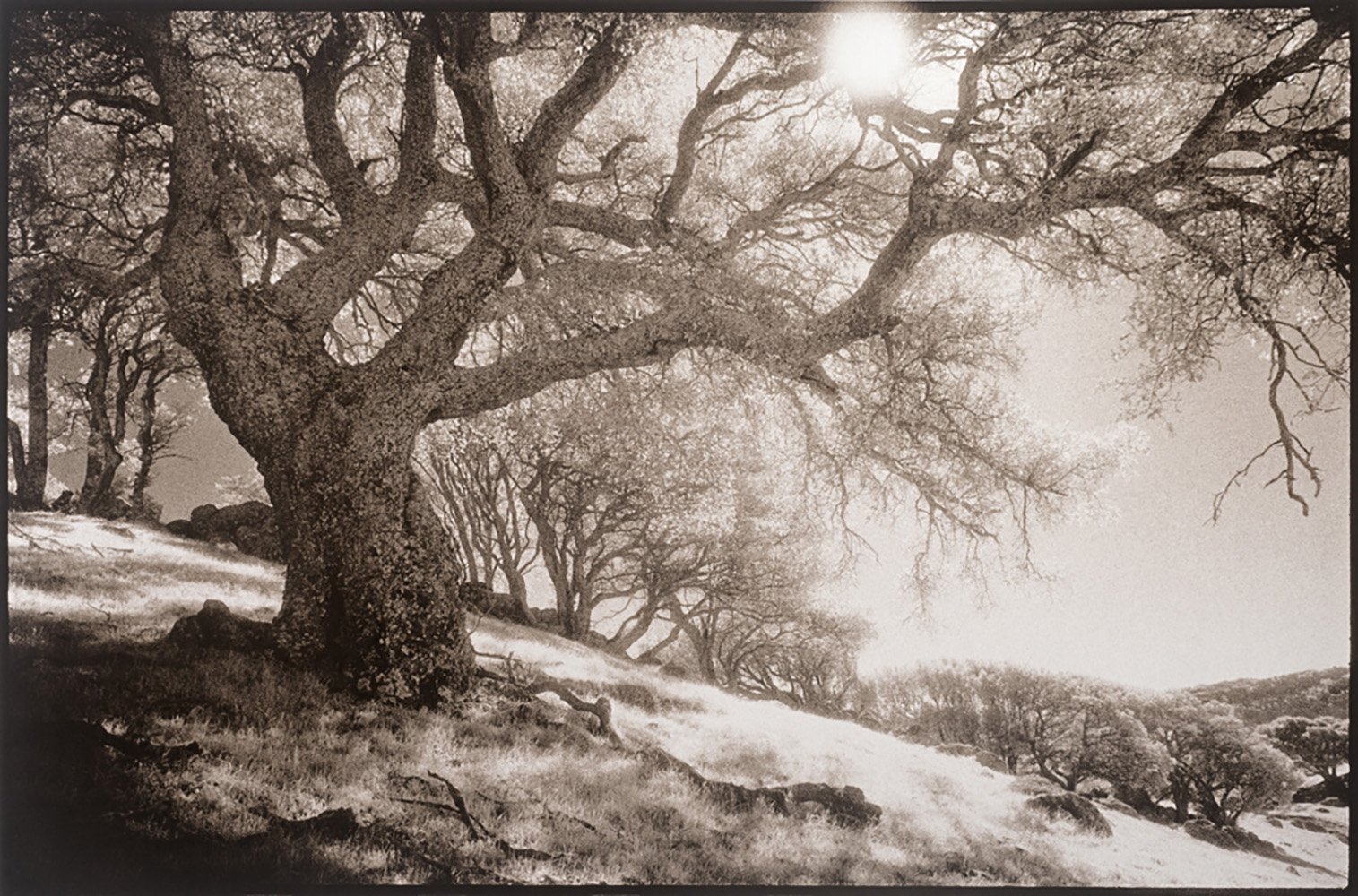 Bill Helsel,
Bob Walker Ridge, Morgan Territory Regional Preserve,
Gelatin silver Lith print from Kodak high-speed infrared film negative, 16 × 20 inches