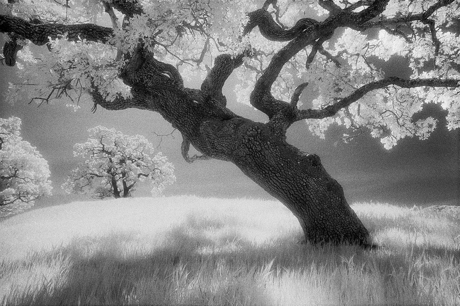 Bill Helsel,
Leaning Oak, Fernandez Ranch,
Gelatin silver print from infrared film negative, 11 × 14 inches