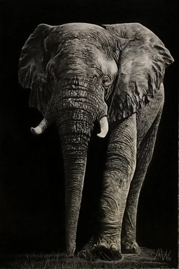 Autumn Wittebort, Belmont, charcoal, 2019