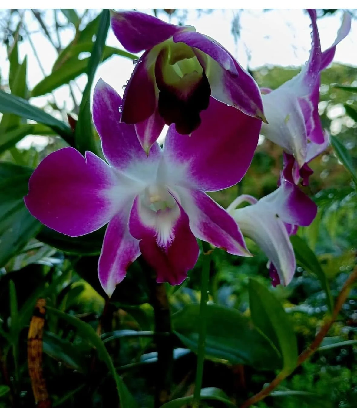 another beauty from Ronald Chand  #coconutgrovefiji #beach #happy #newday  #sograteful #flowerseverywhere #garden #happy #awaken #tropics #tropical #ocean #waterfront #beauty #flower #morninggift  #noon#flowers￼