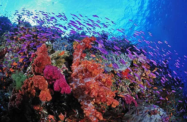 underwater.jpg