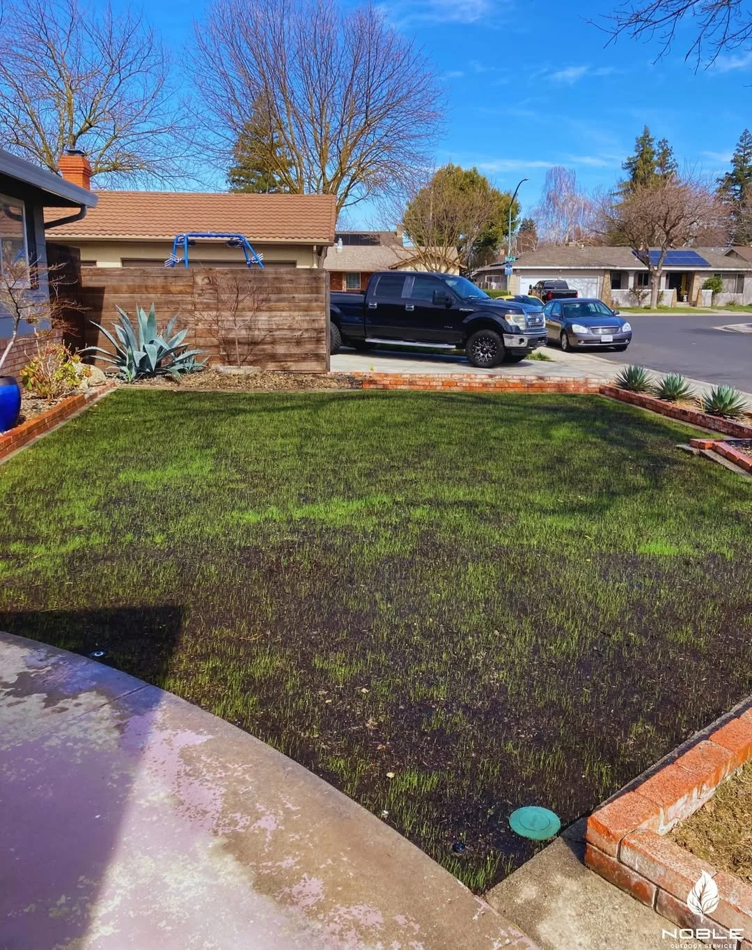 residential lawn seeding progress