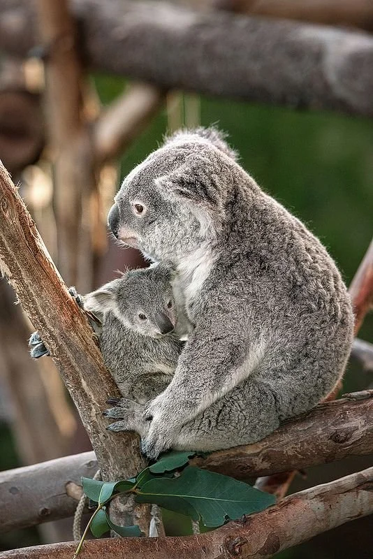 Queensland koala.jpeg