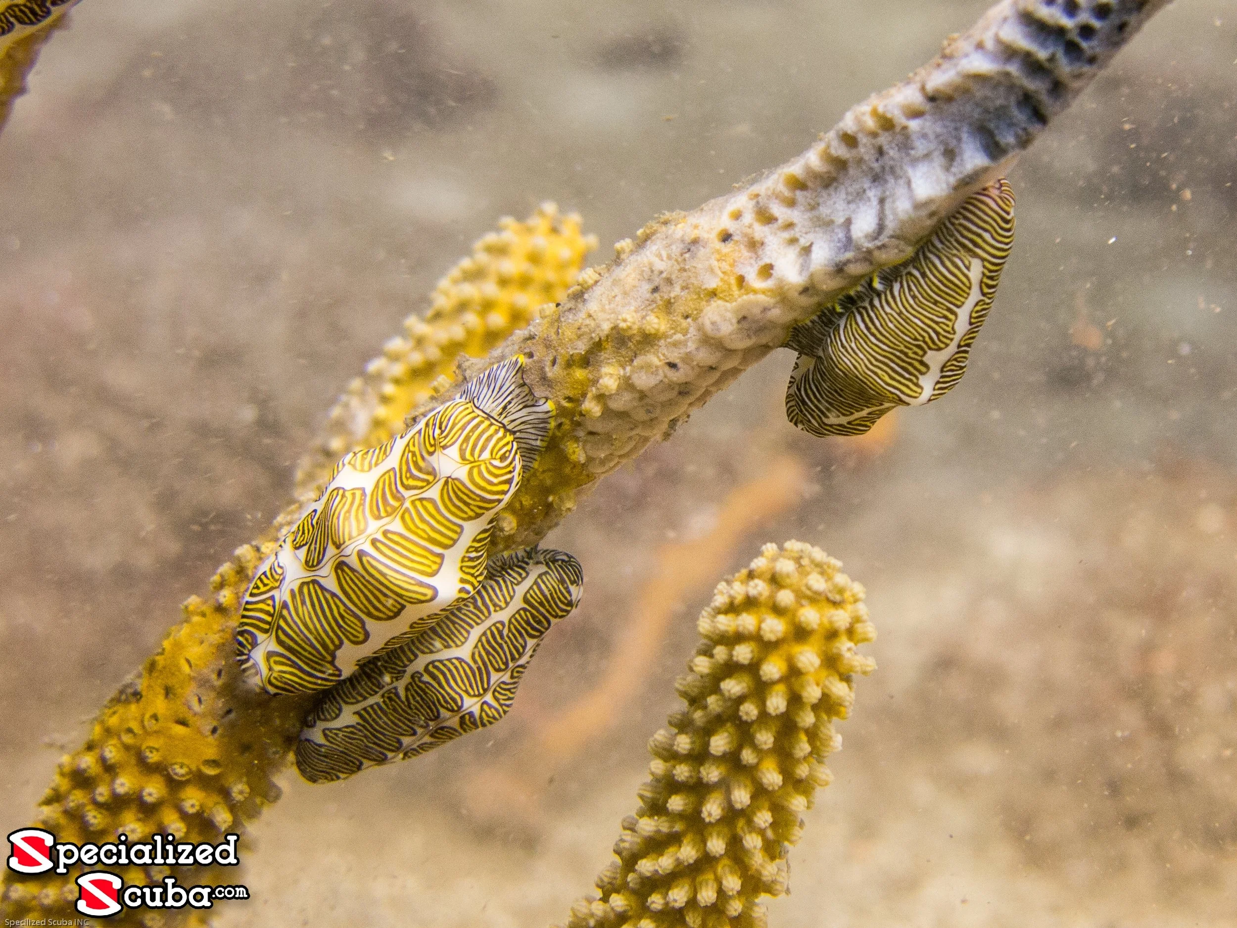 Fingerprint Cyphoma
