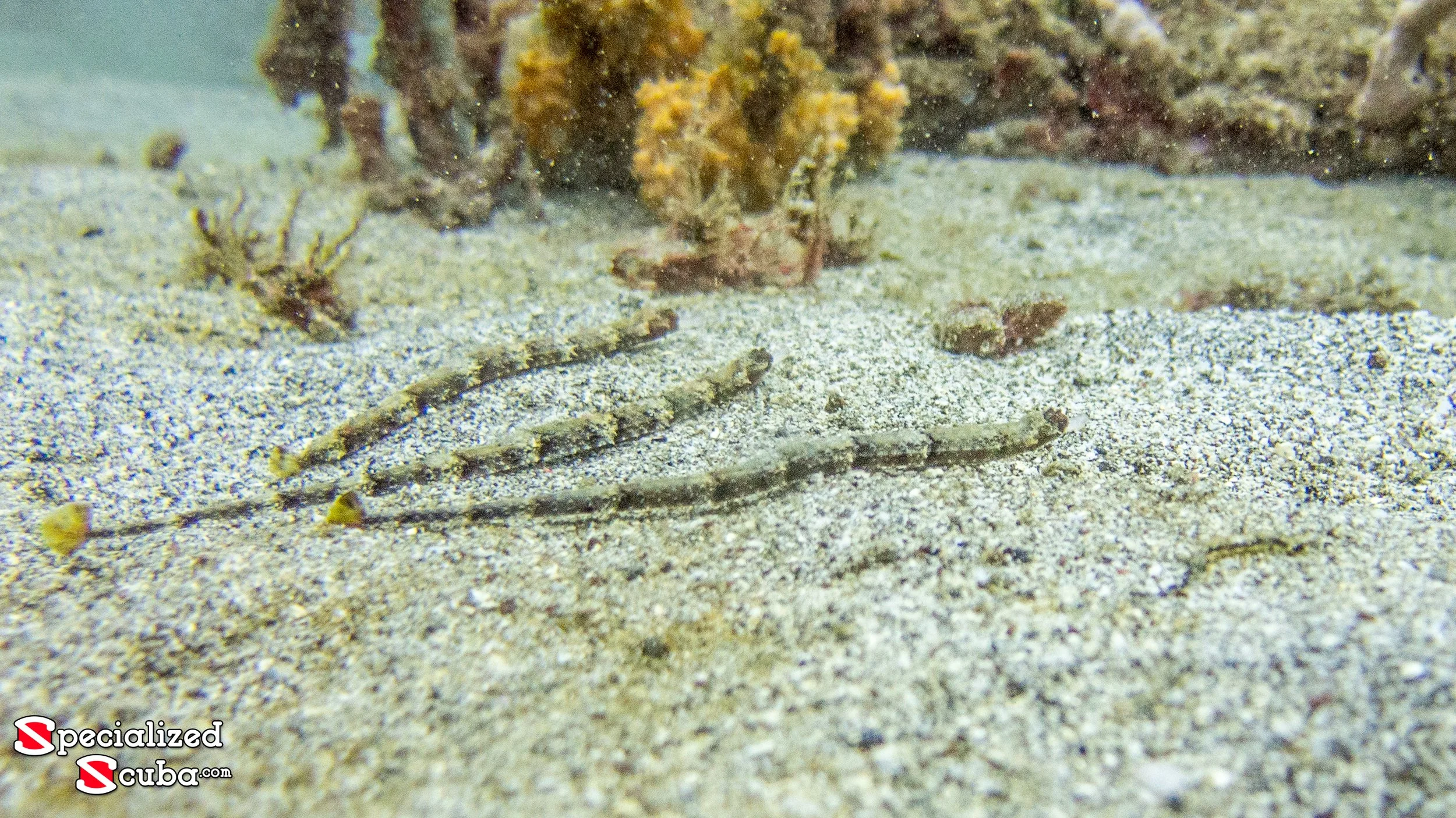 Whitenose Pipefish