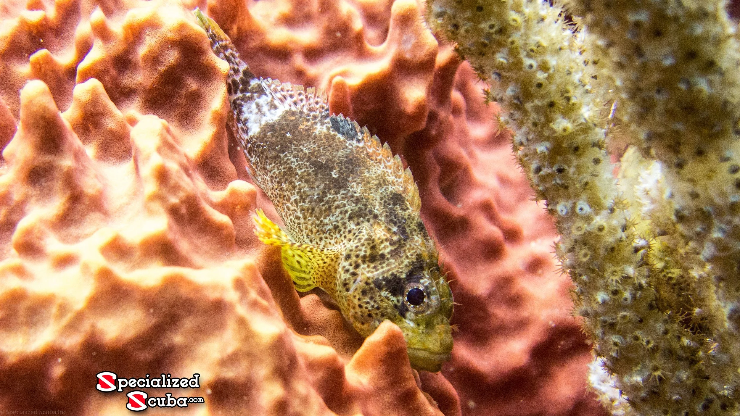Reef Scorpionfish