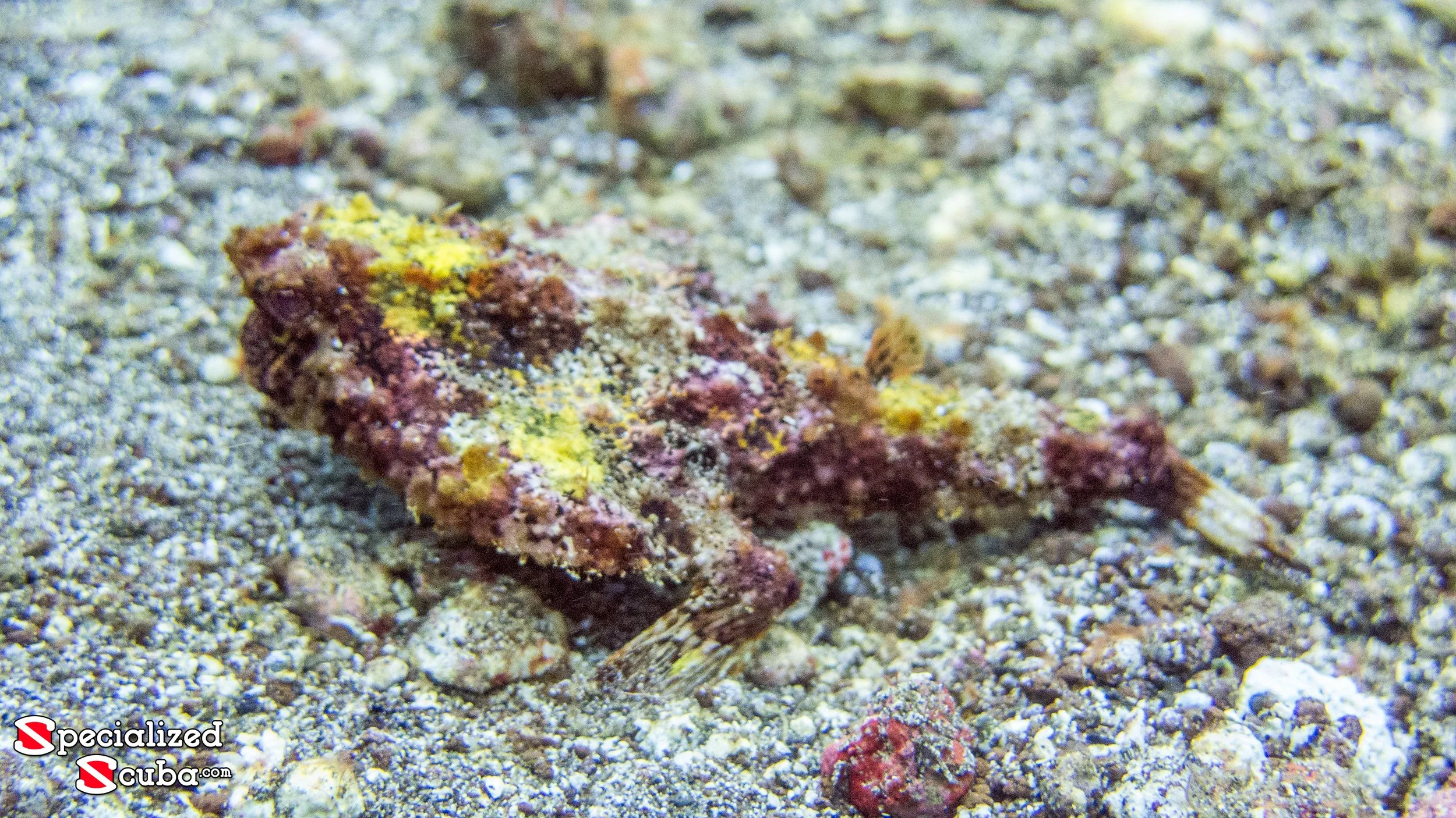 Shortnose Batfish