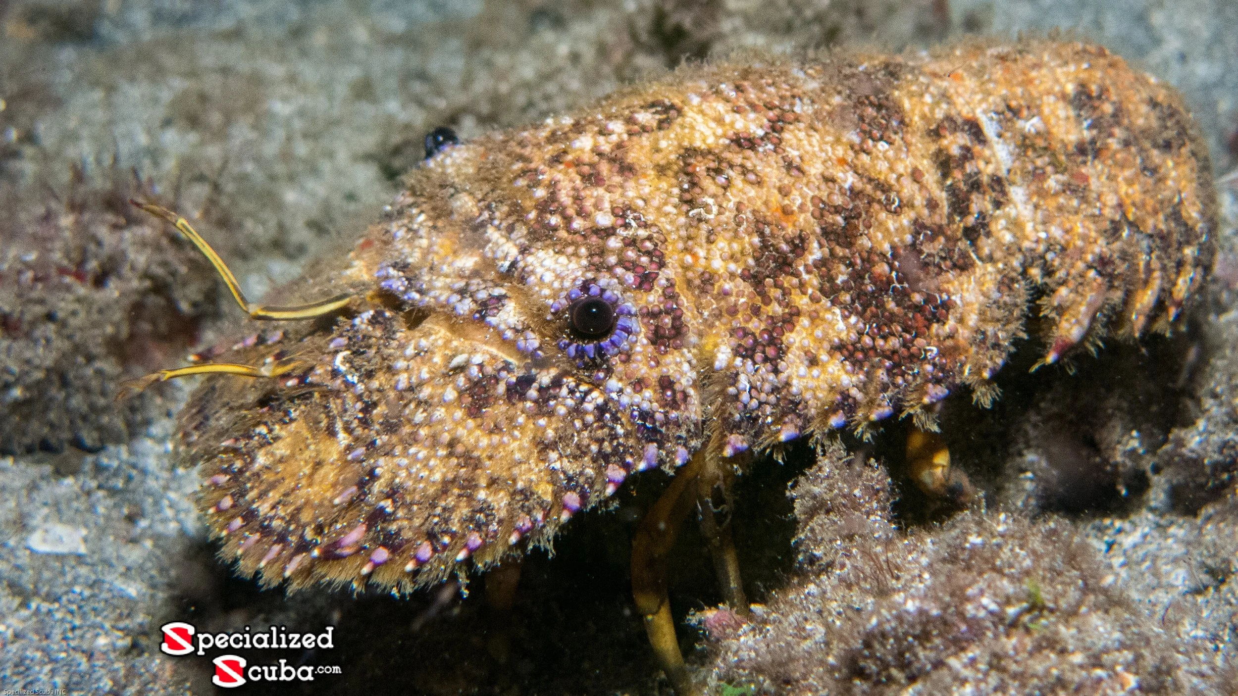Sculptured Slipper Lobster