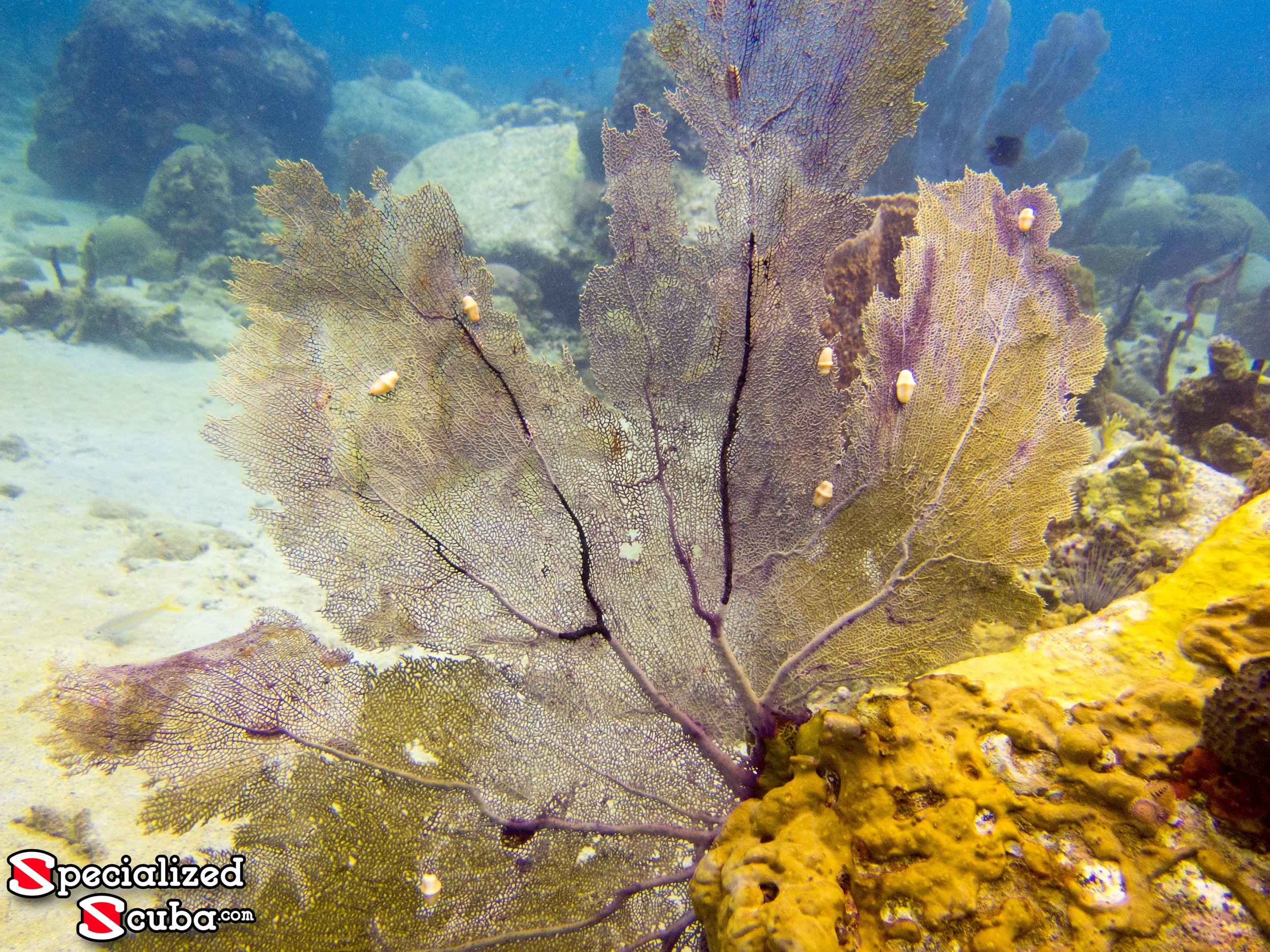 Flamingo Tongue