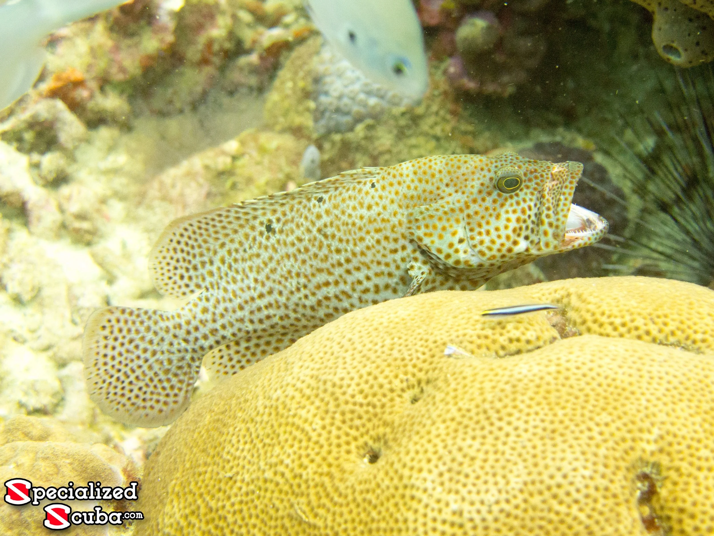 Graysby and Sharknose Goby