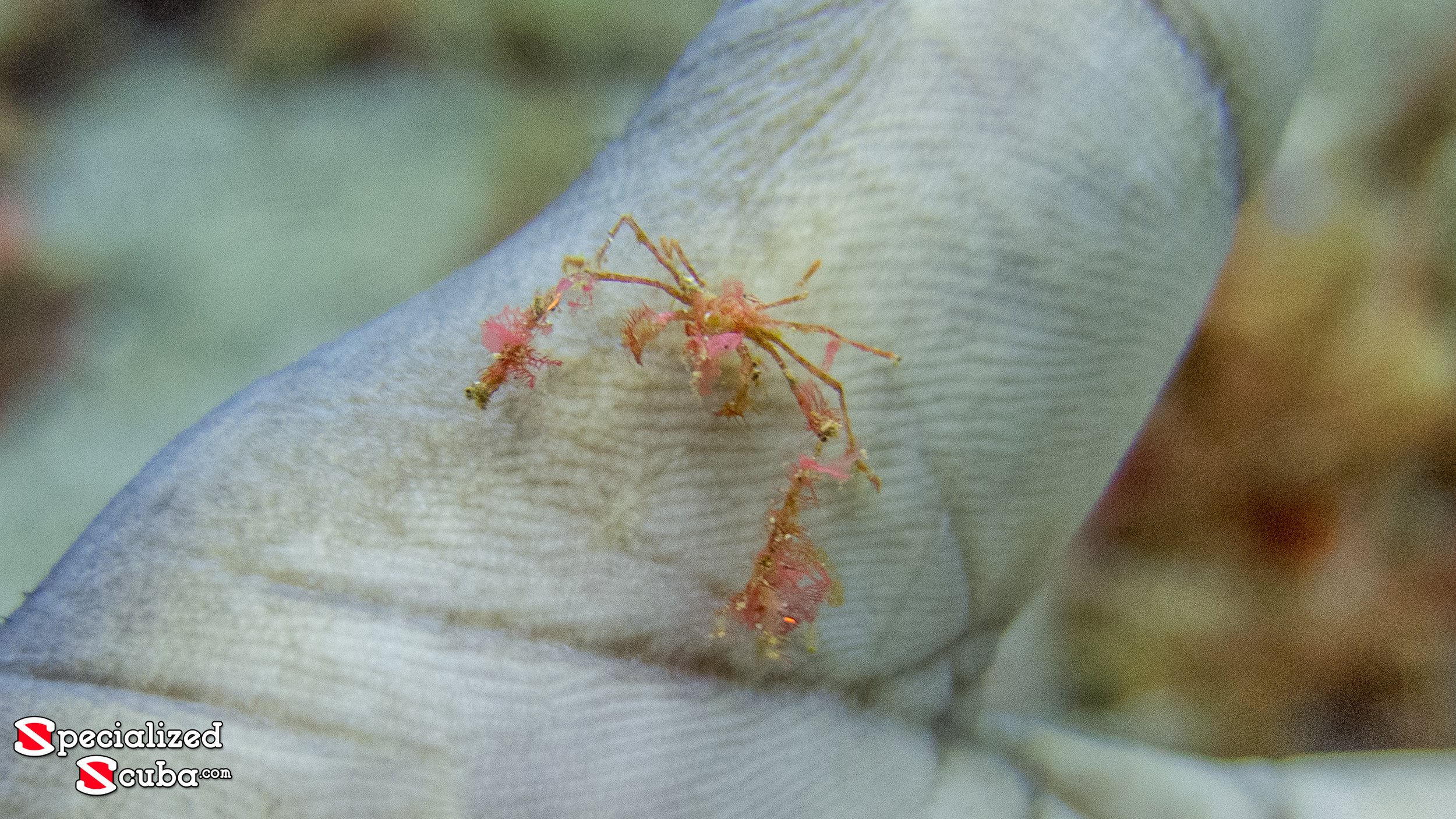 Neck Crab