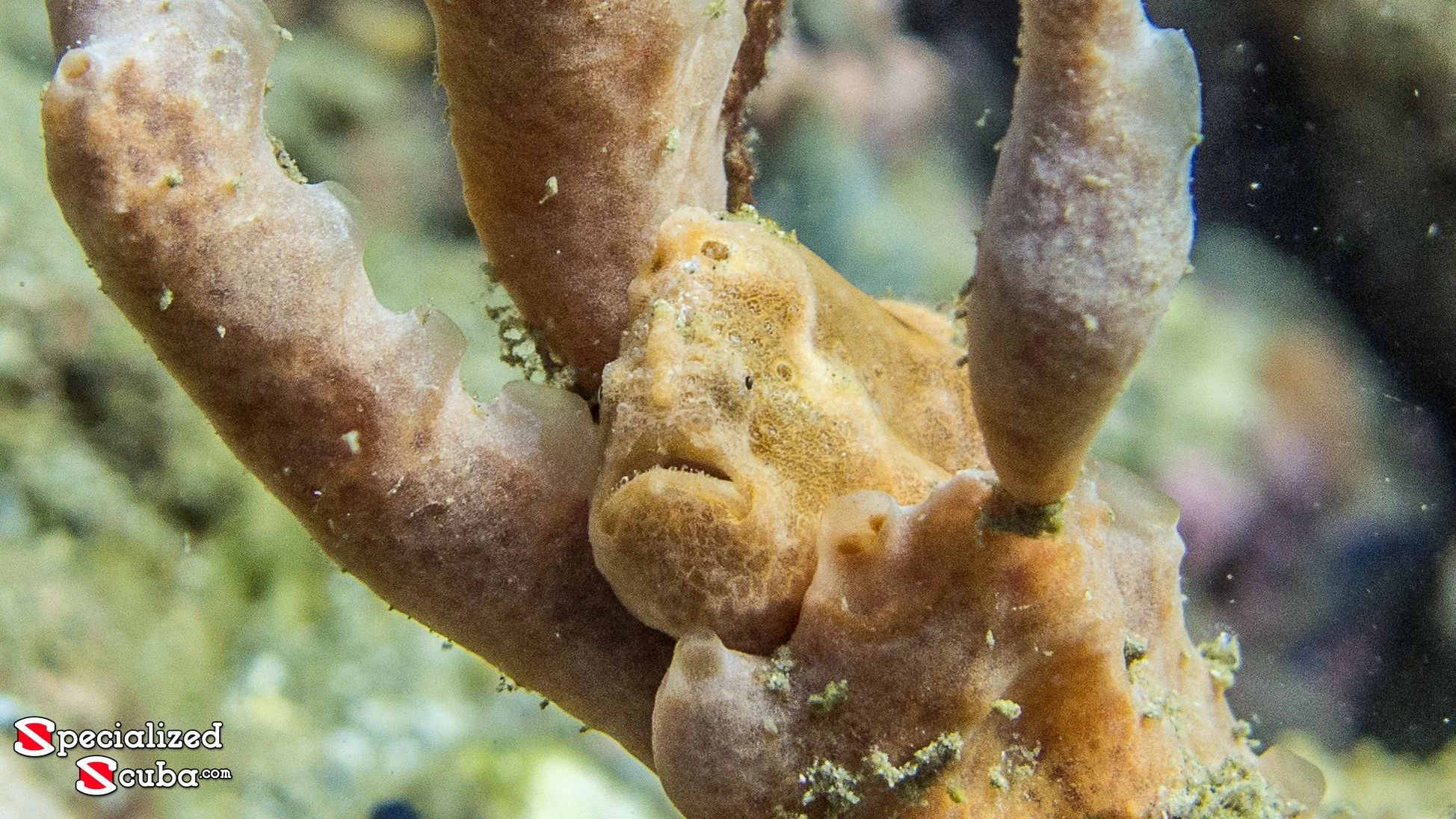 Longlure Frogfish
