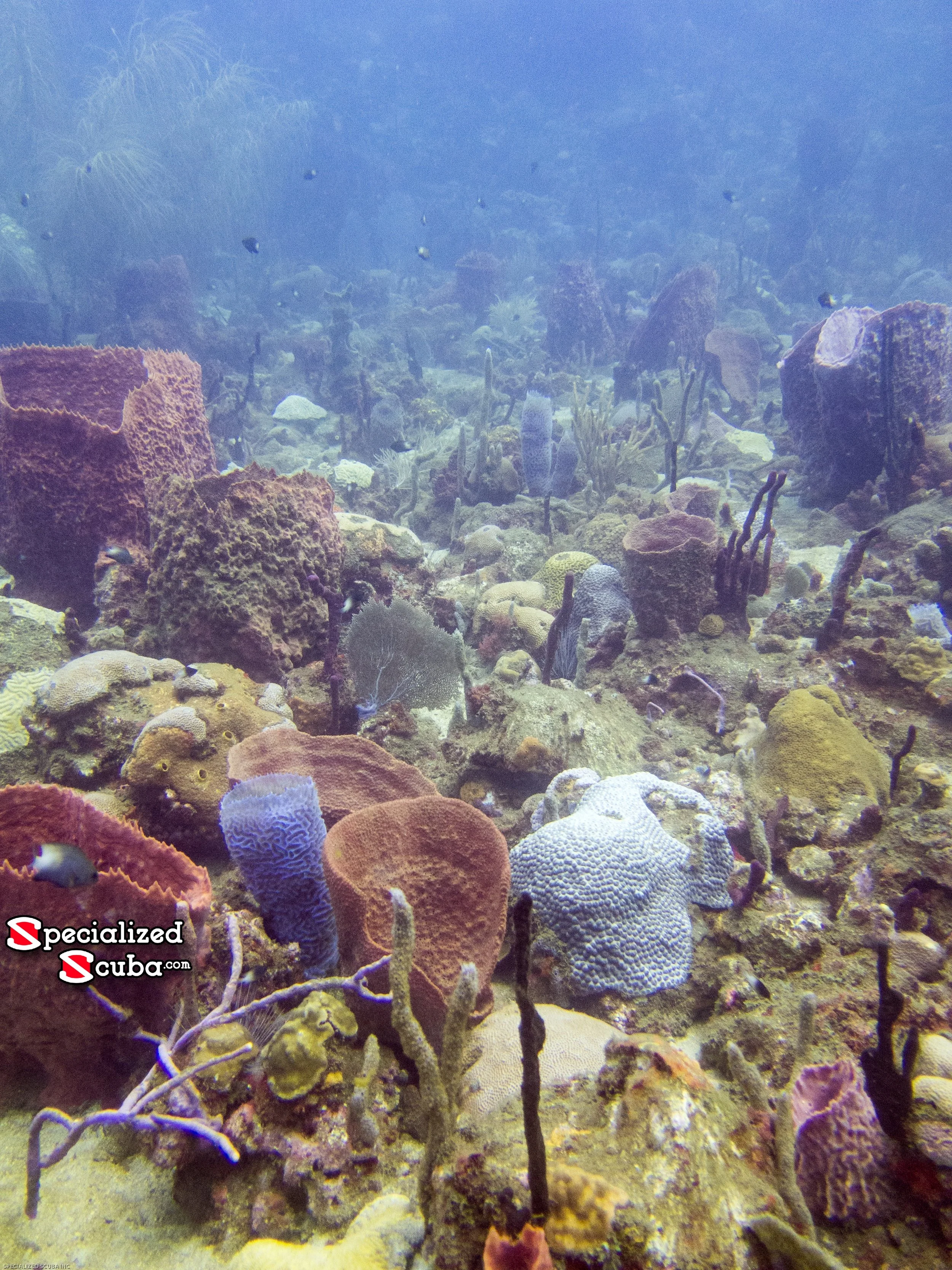 New Guinea Reef dive site