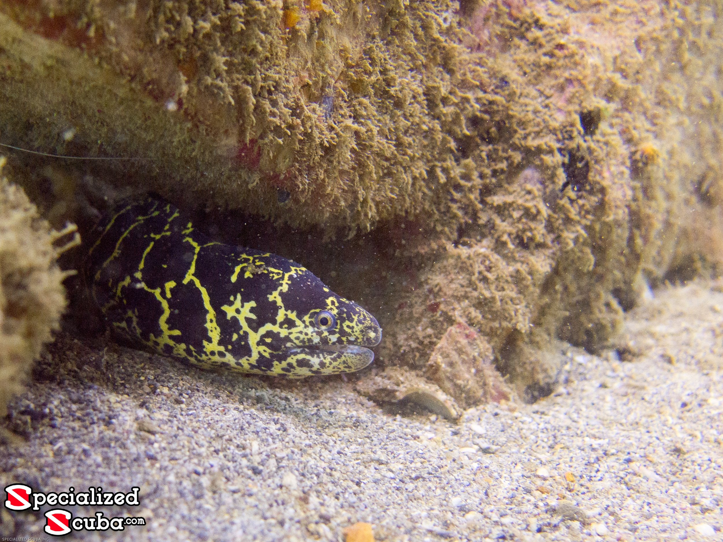 Chain Moral Eel