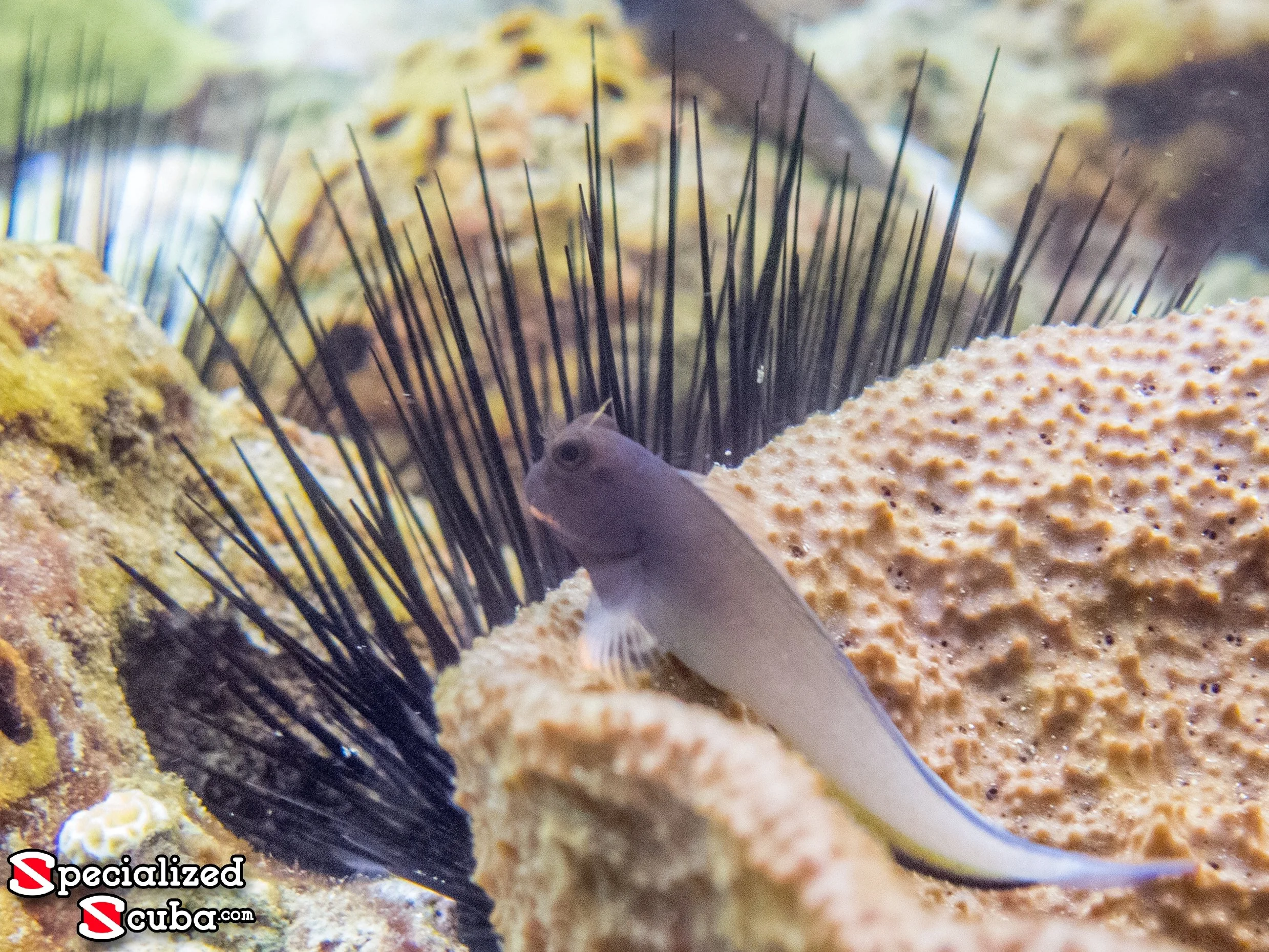 Ref Lipped Blenny