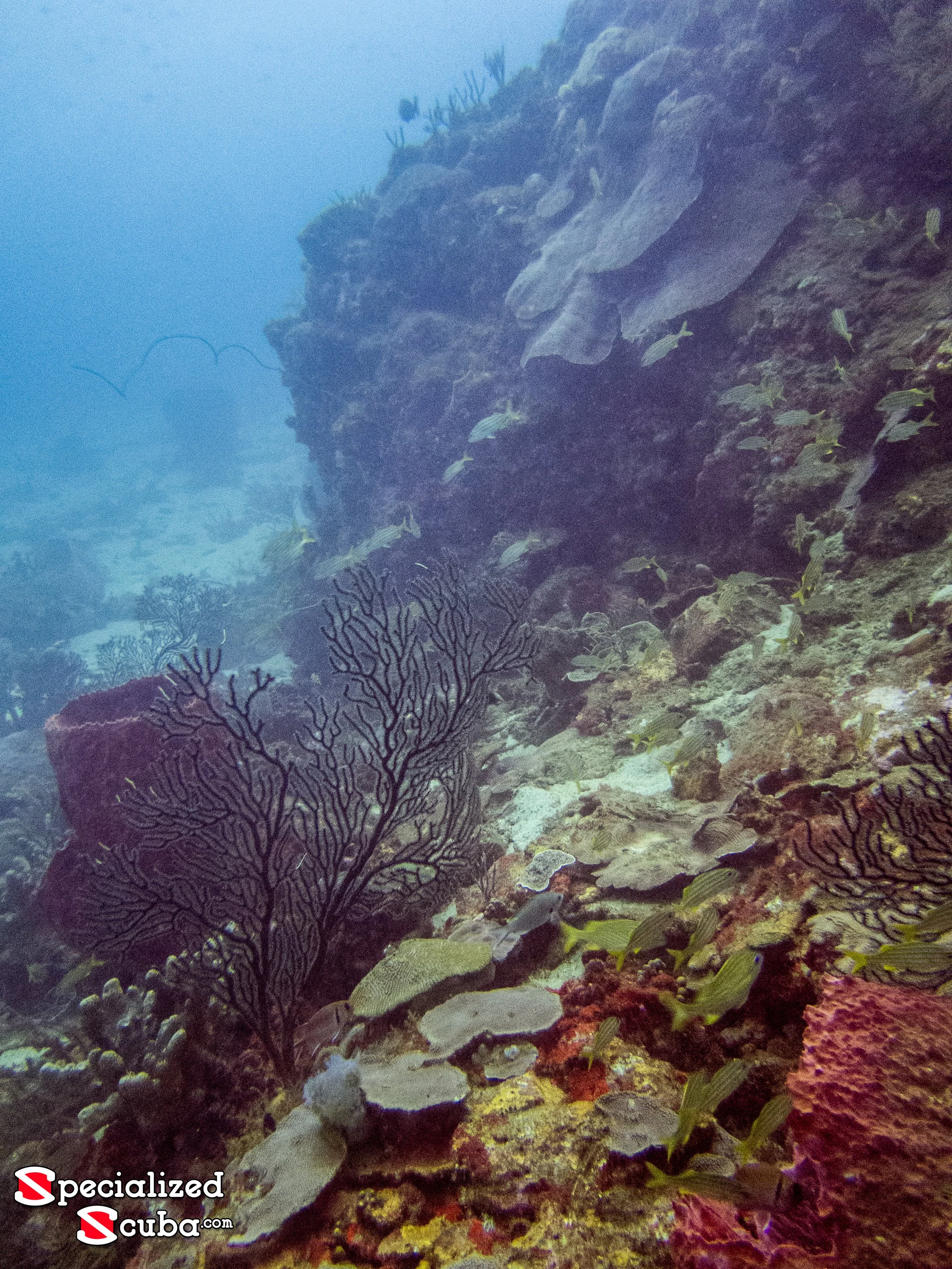 The Steps dive site