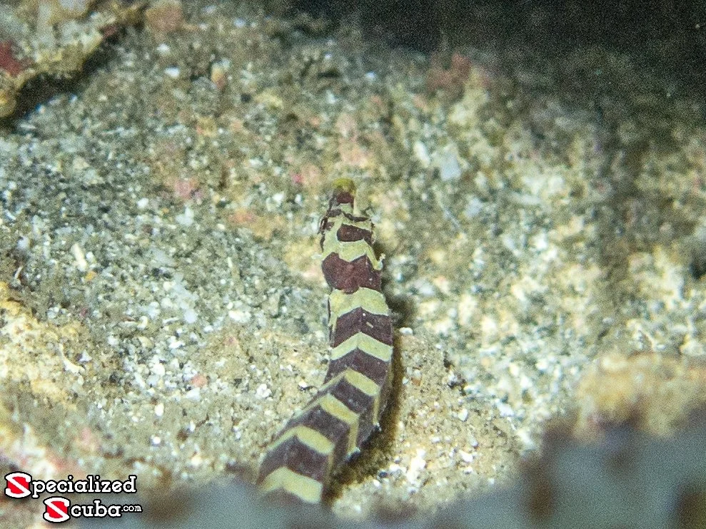 Harlequin Pipefish