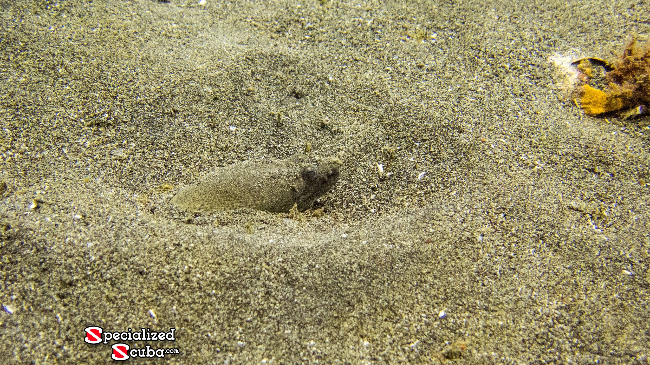 Spotted Snake Eel