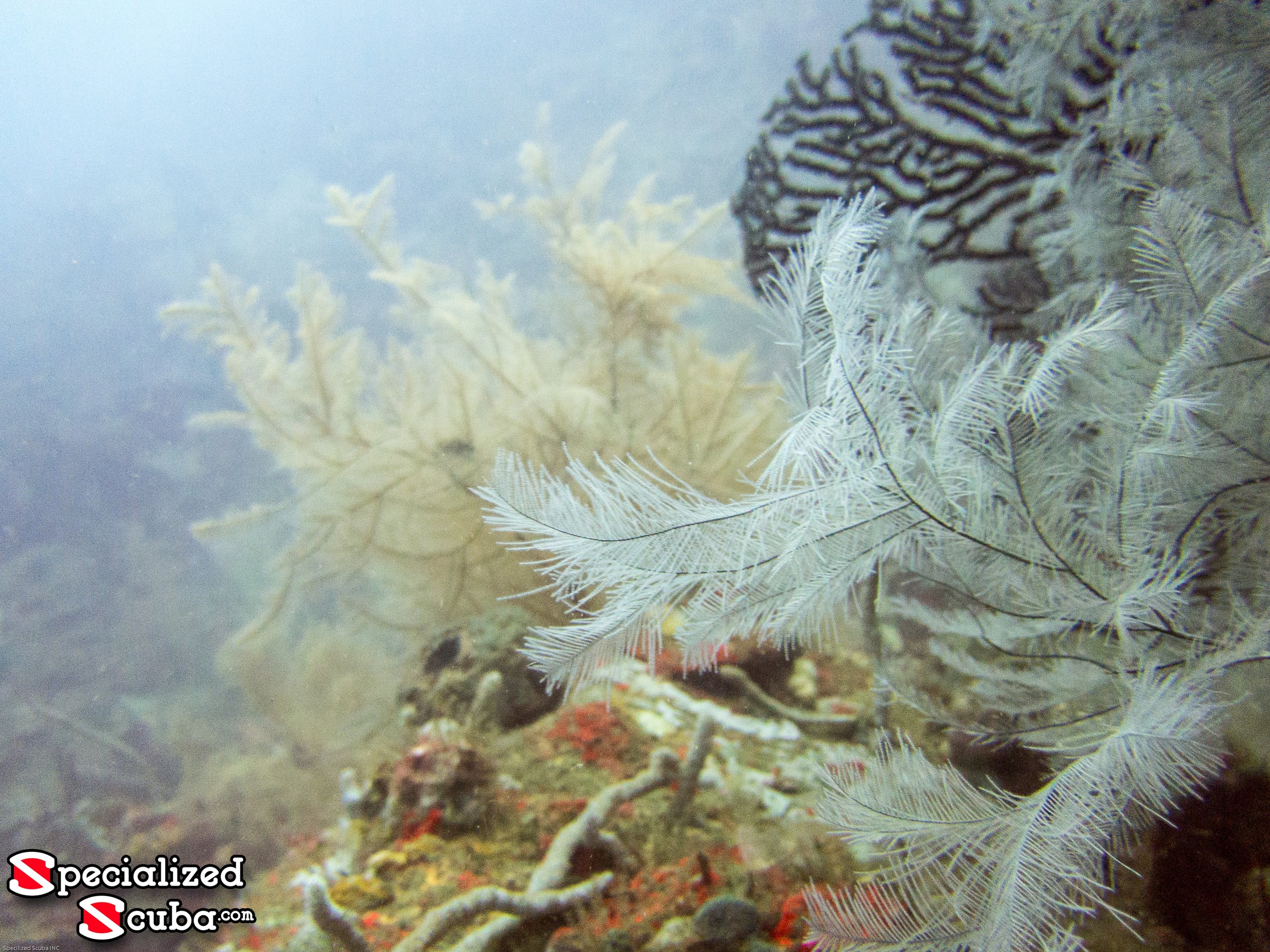 Black Coral