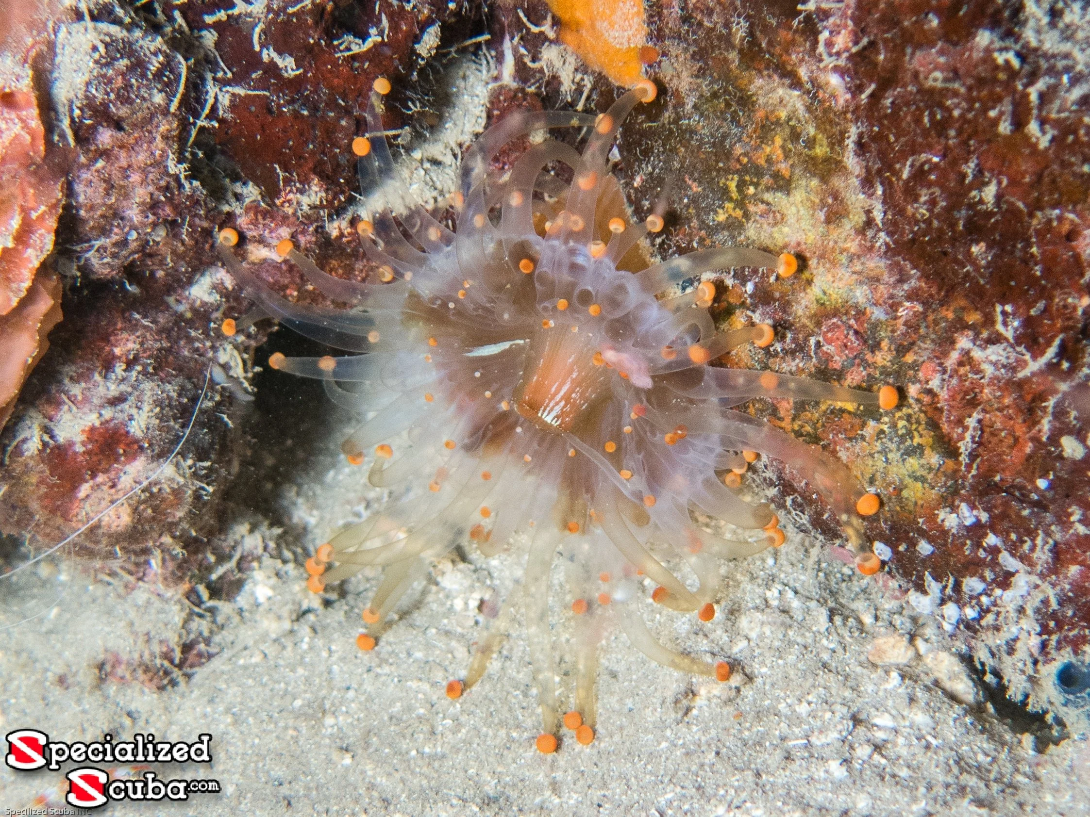 Orange Ball Corallimorph 