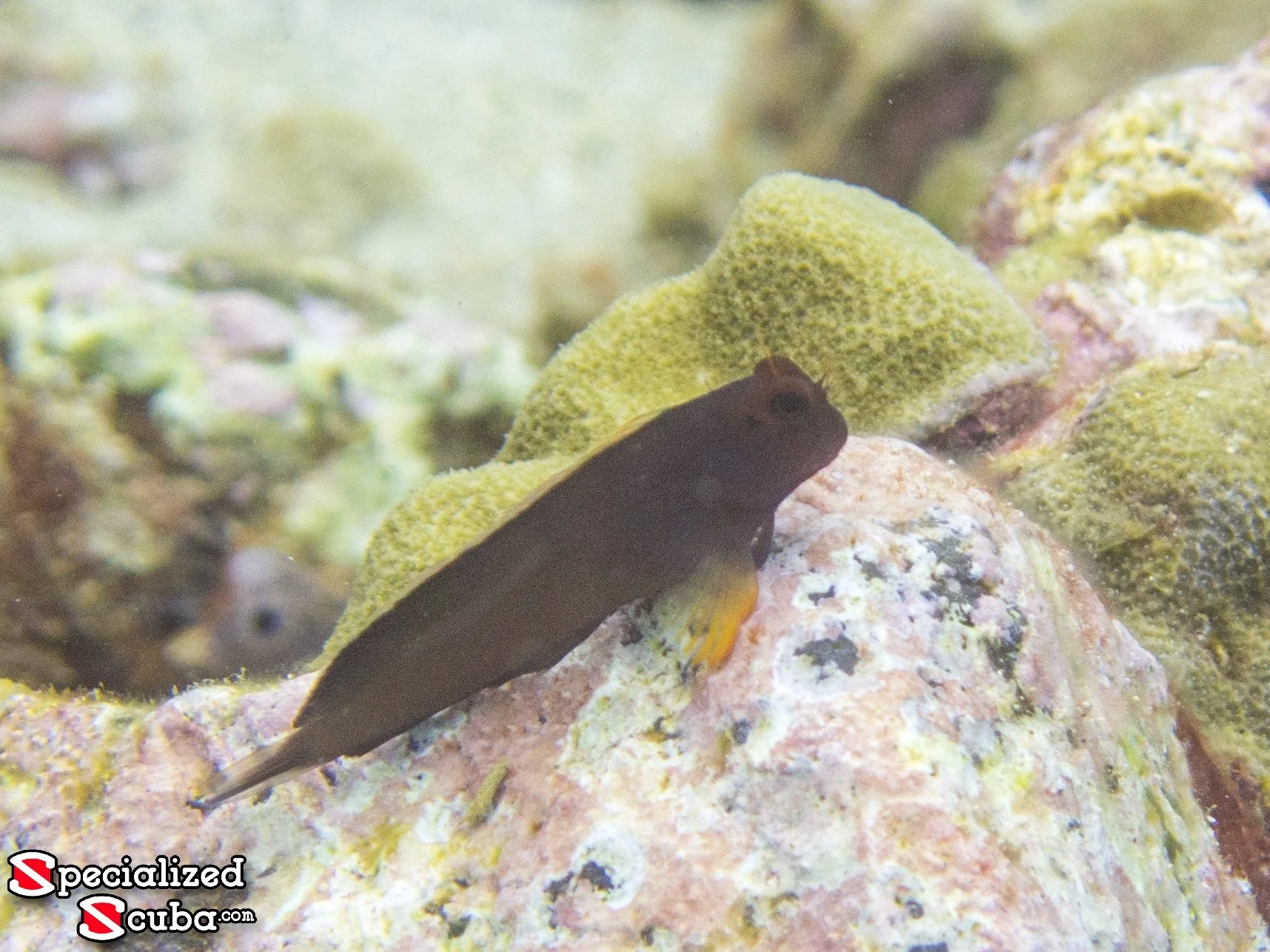 Ref Lipped Blenny