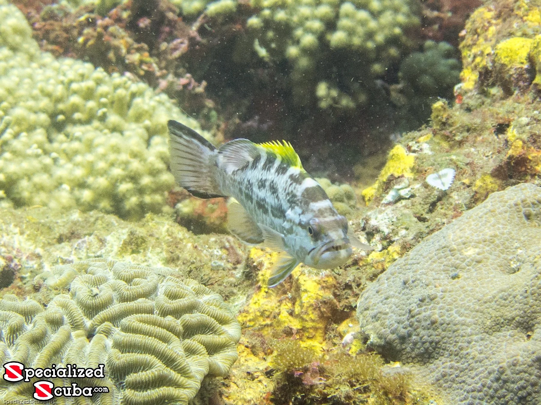 Yellowmouth Grouper