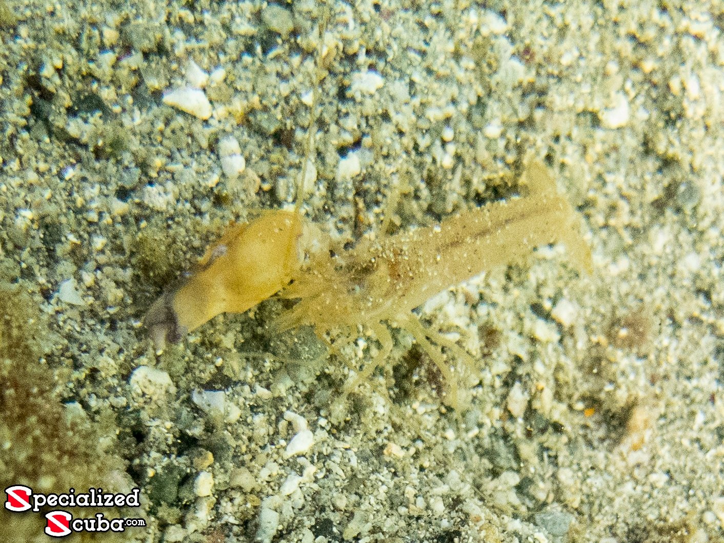 Clubclaw Snapping Shrimp