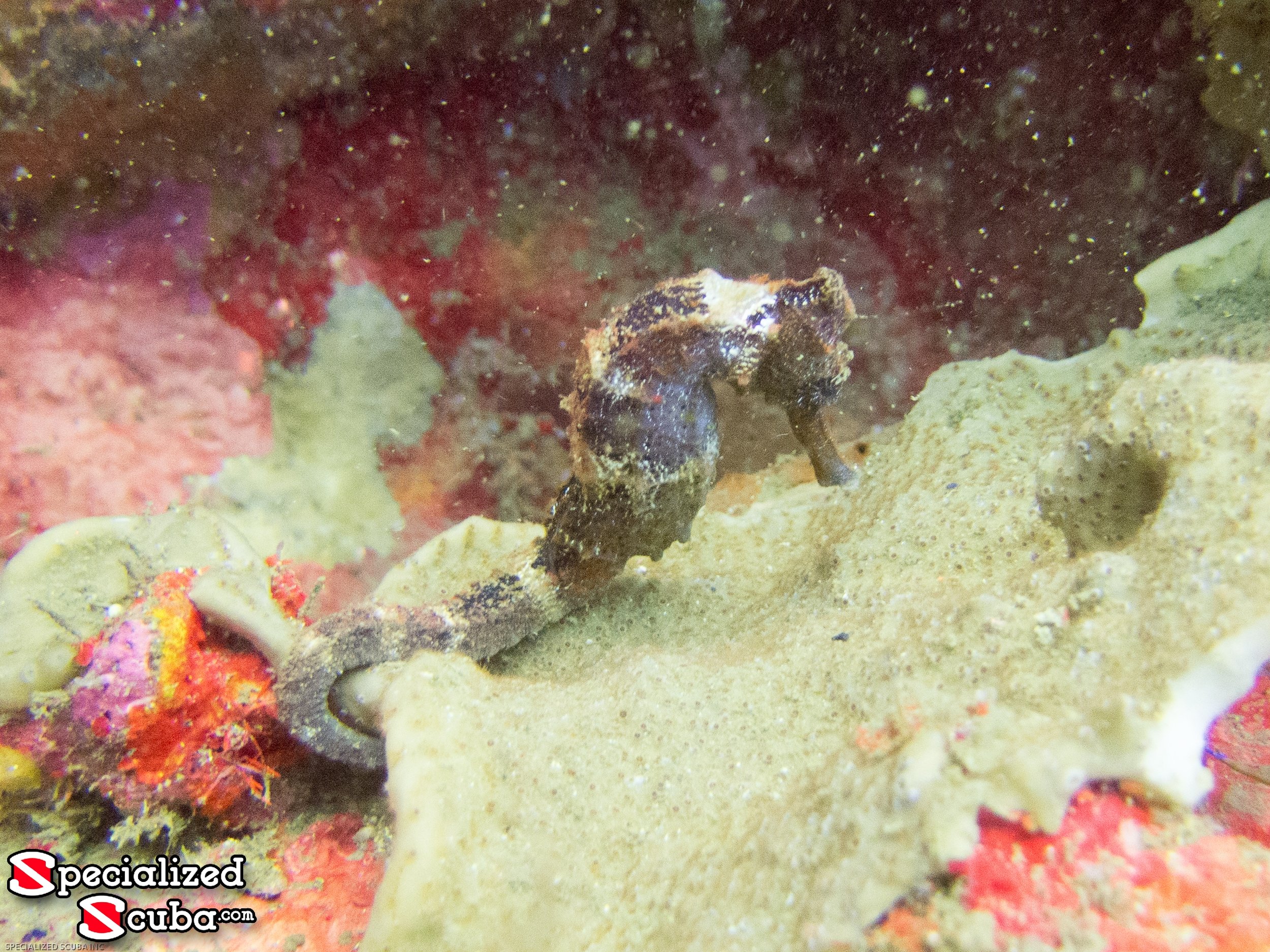 Longsnout Seahorse
