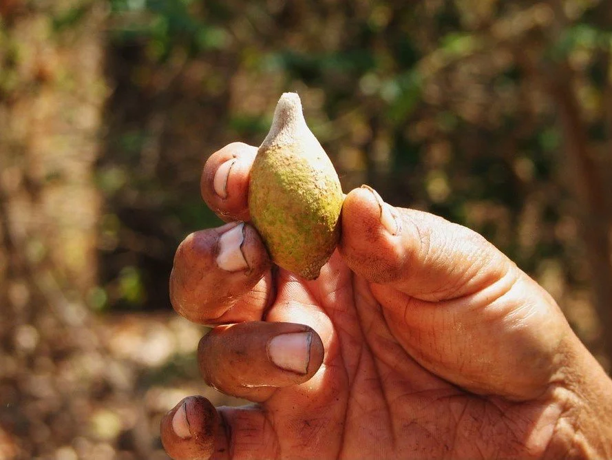 “Kakadu plum - Photo by Parks Australia” by Parks Australia, CC BY-NC-SA 2.0