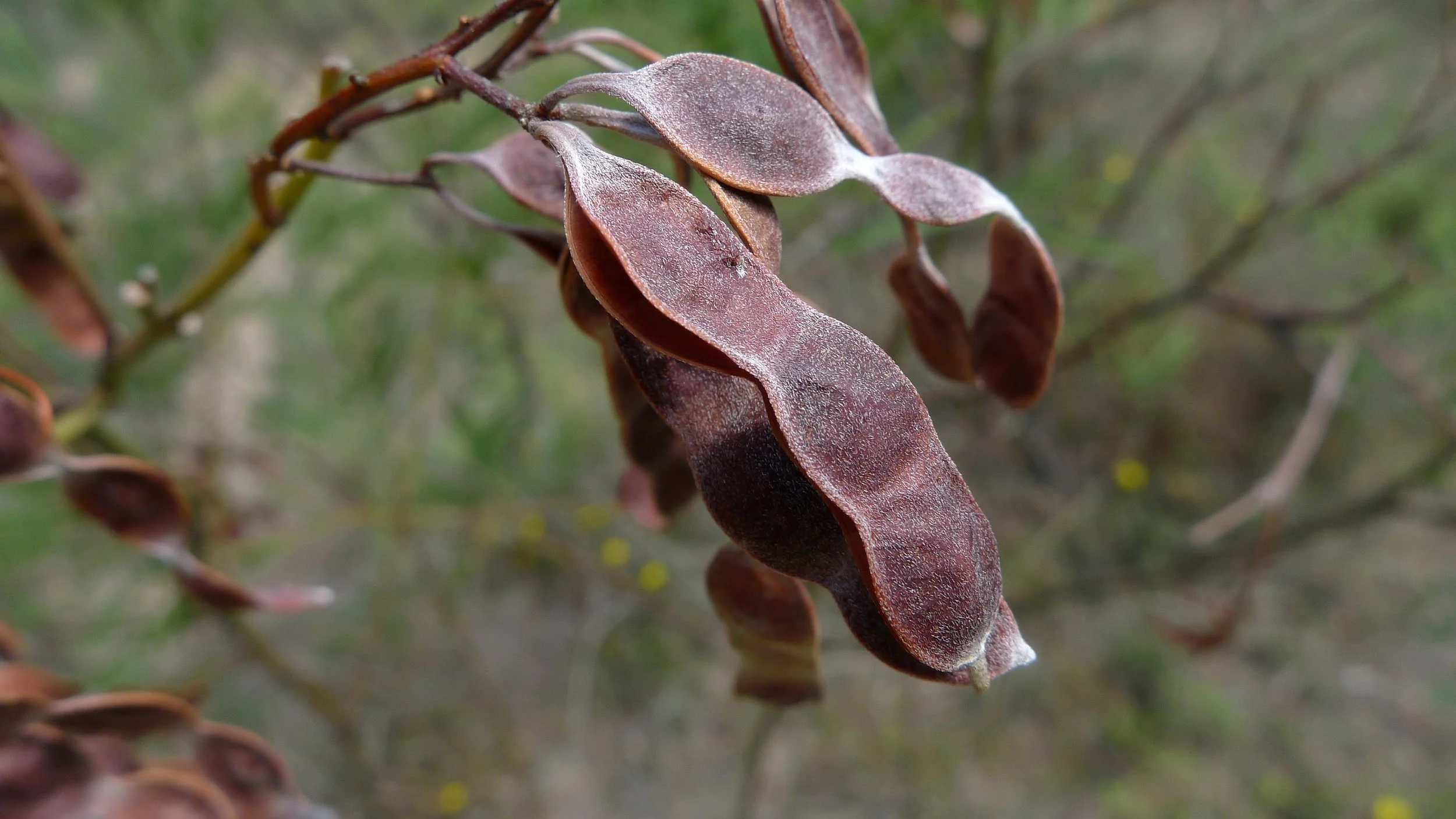 Close-up of brown, elongated wattleseed seed pods or plant leaves with a slightly frosted appearance on a blurred background.