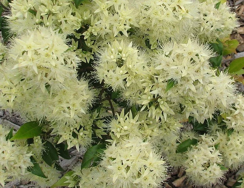 https://commons.wikimedia.org/wiki/File:Syzygium_anisatum_flowers_1259.jpg