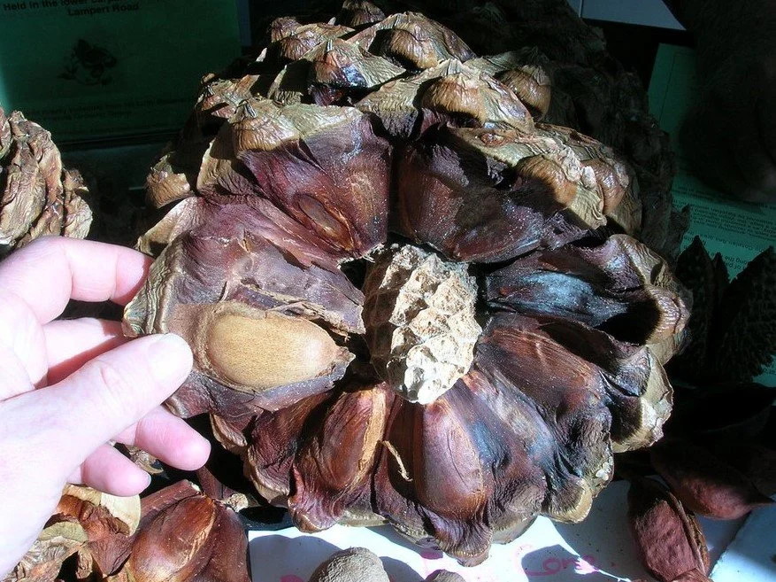 Close-up of a person holding a large, dried seed pod with multiple woody, brown, shell-like segments. The seed pod is from a bunya nut.