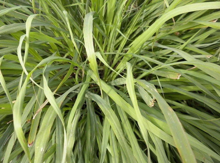 “Lemongrass” by farkomer, CC BY-NC-ND 2.0