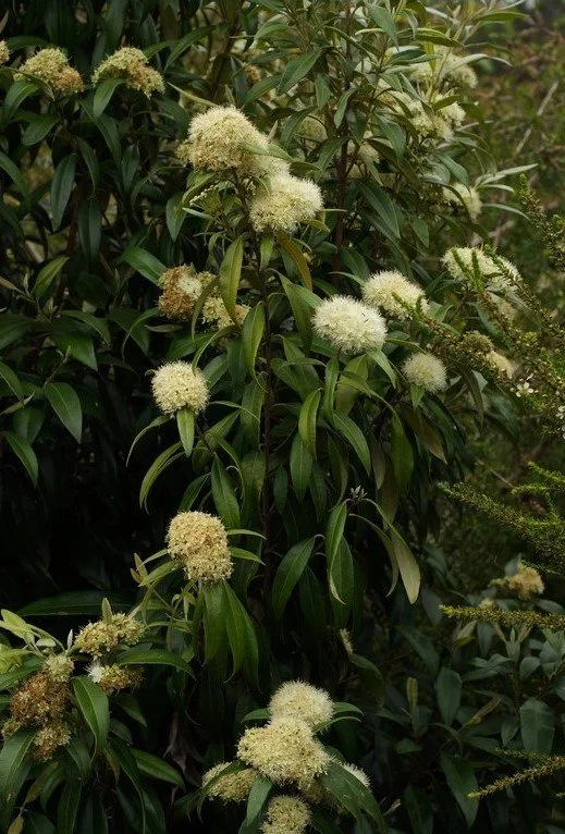 “Backhousia citriodora (Lemon myrtle)” by Tatters ✾, CC BY-SA 2.0