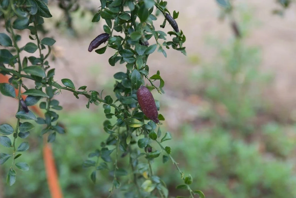 “Australian Finger Lime” by Malcolm Manners, CC BY 2.0